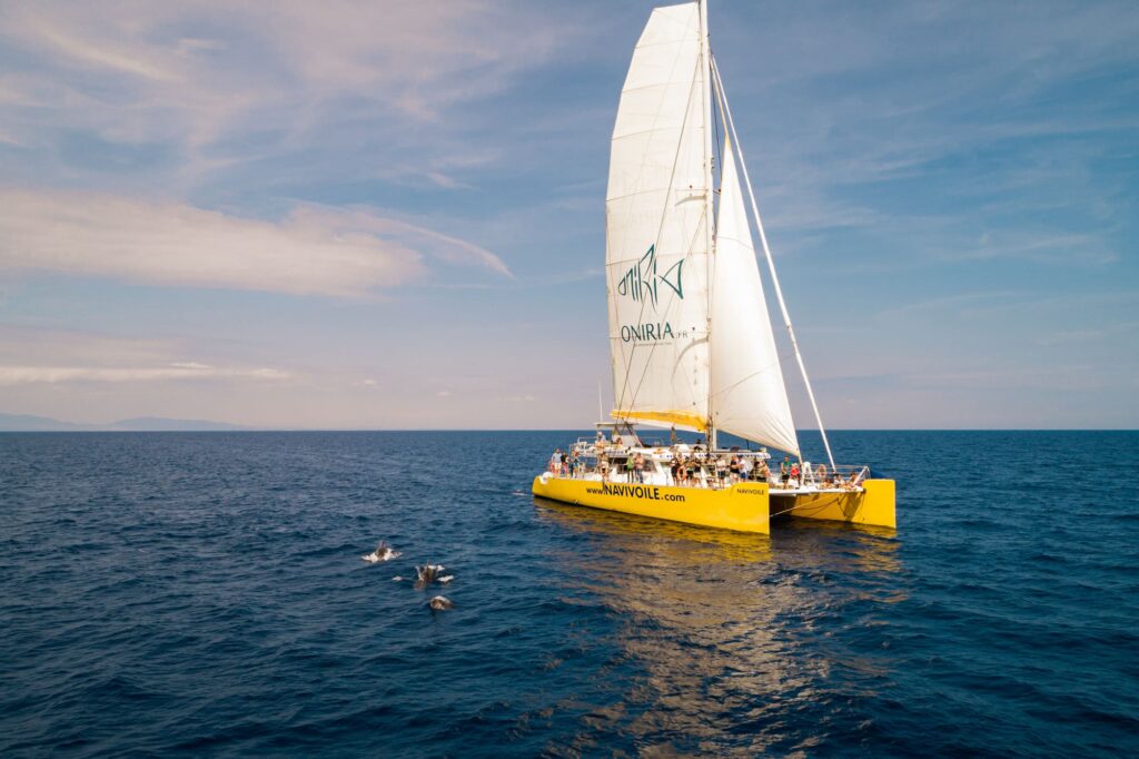 Groupe d'une dizaine de Grands Dauphins (Tursiops truncatus) nageant paisiblement devant les étraves du catamaran Navivoile sous voiles, au large de Sainte-Marie-la-Mer, lors d'une Excursion dauphins à Canet
