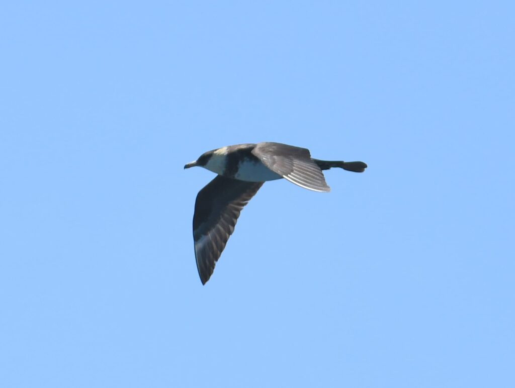 Oiseau marin Labbe pomarin volant au-dessus des vagues au large de Saint-Cyprien