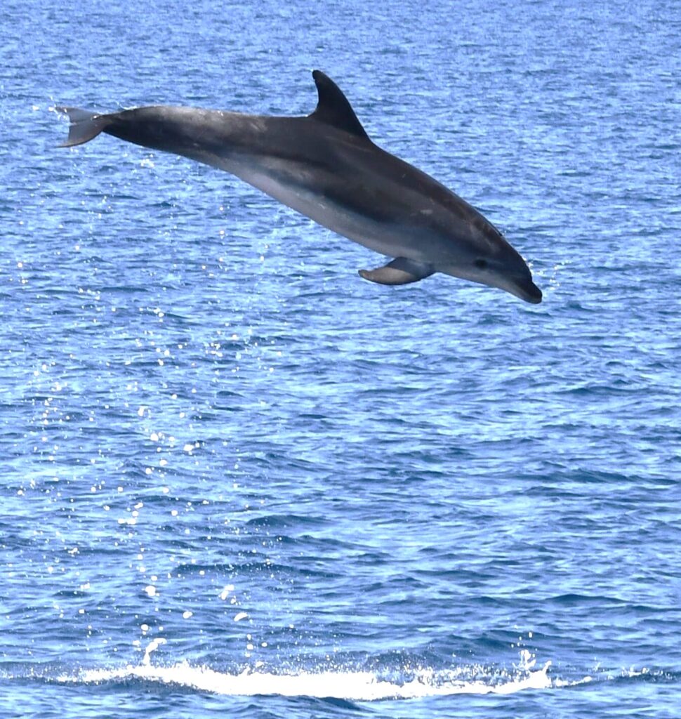 Photographie d'un Grand Dauphin (Tursiops truncatus) effectuant un saut puissant et acrobatique hors de l'eau, avec la plage de Torreilles visible en arrière-plan, lors d'une Excursion dauphins à Canet