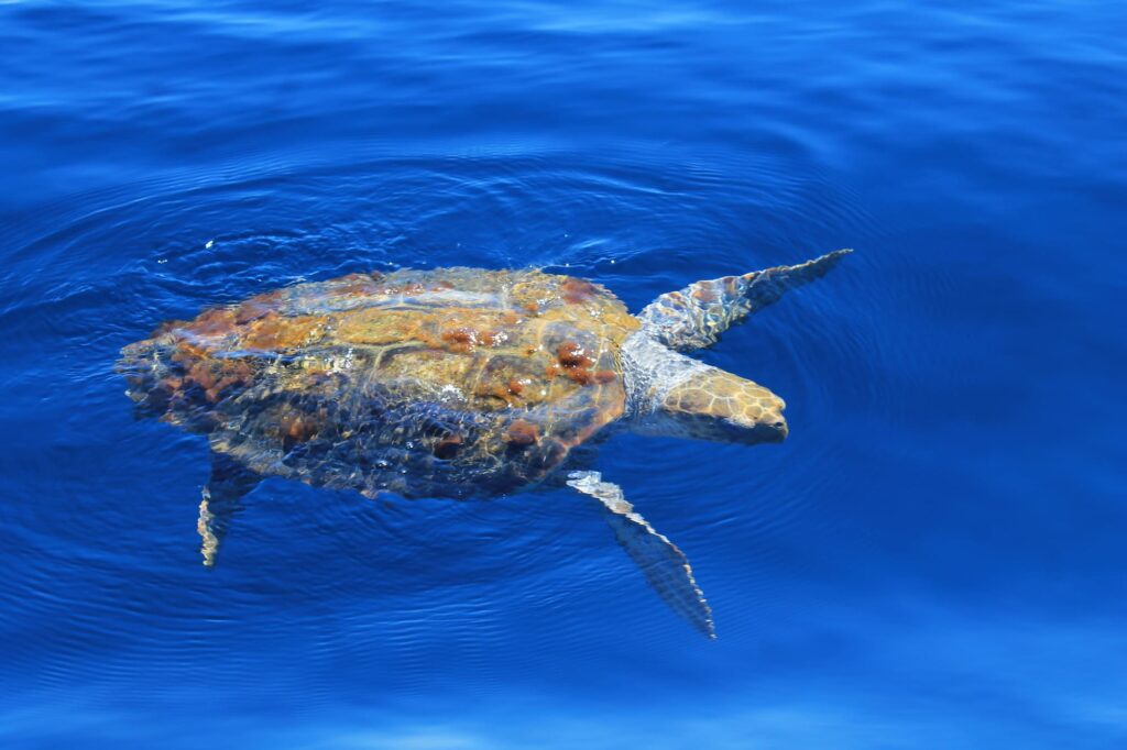 Une tortue caouanne émergeant partiellement pour respirer à la surface de la mer au large des plages de Torreilles