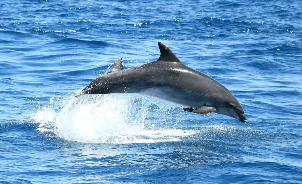 Grand dauphin photographié en pleine accélération poursuivant sa proie à la surface de l'eau face à Banyuls-sur-Mer, lors du retour d'une sortie bateau à la journée à Canet