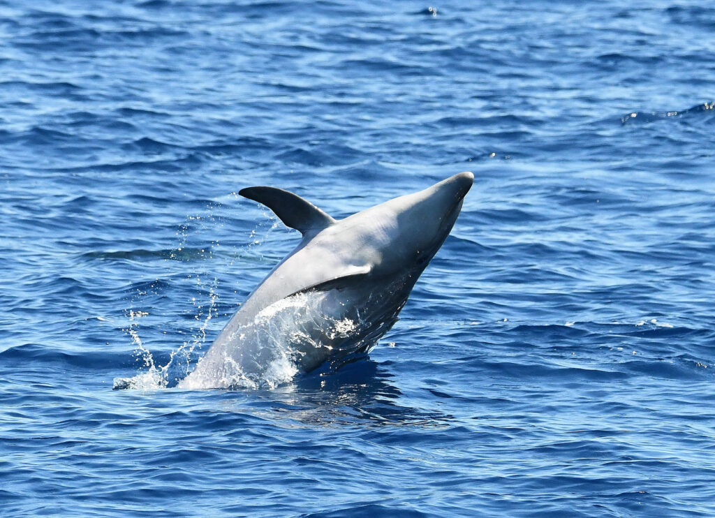 Un grand dauphin retombant sur le dos dans une grande gerbe d'eau au large de la Côte Vermeille