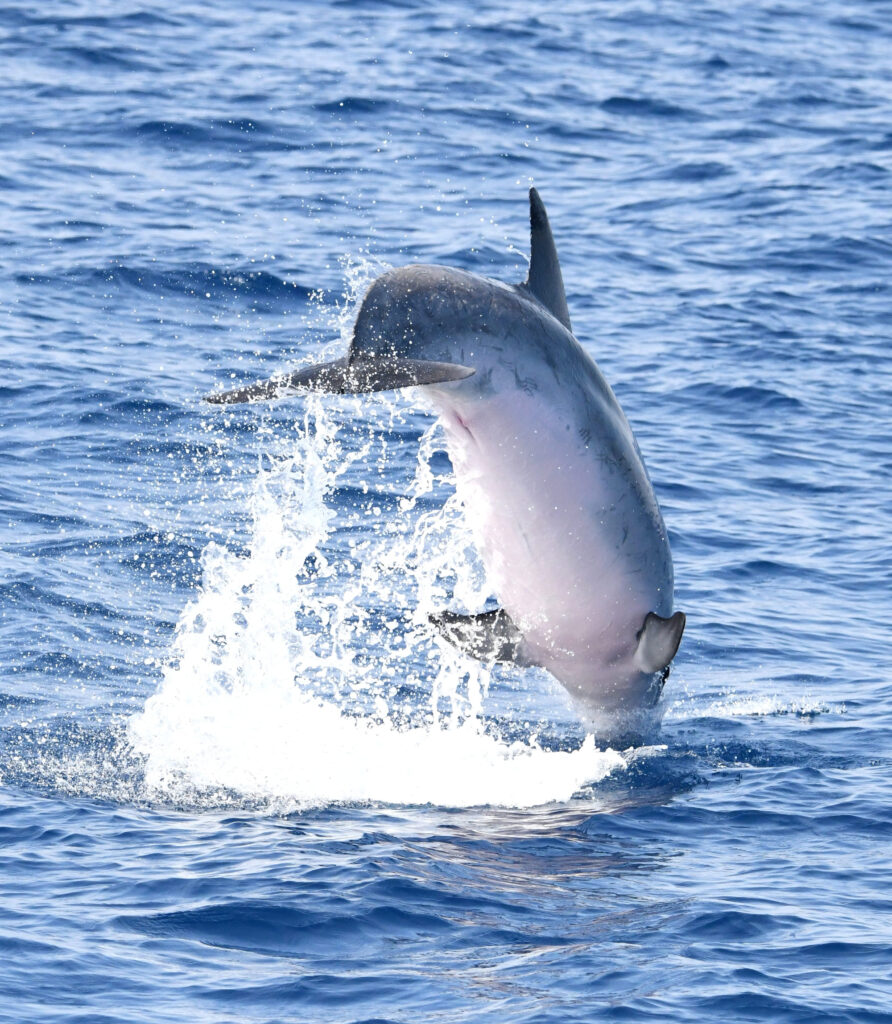 Vue arrière d'un grand dauphin terminant son saut avec seulement le rostre pointant dans l'eau