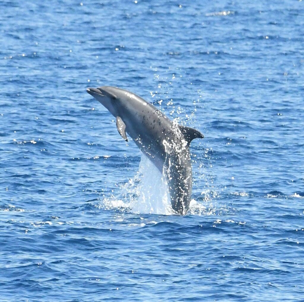 Photographie d'action d'un Grand Dauphin (Tursiops truncatus) presque entièrement hors de l'eau réalisant un saut puissant devant l'étrave du navire, avec l'ancienne batterie de la Mauresque en arrière-plan, lors d'une observation dauphins Port-Vendres avec le catamaran Navivoile