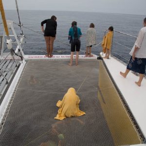 catamaran navivoile croisiere chante avec les dauphins au depart de canet en roussillon avec passagers en observation sur les filets a l'avant du bateau
