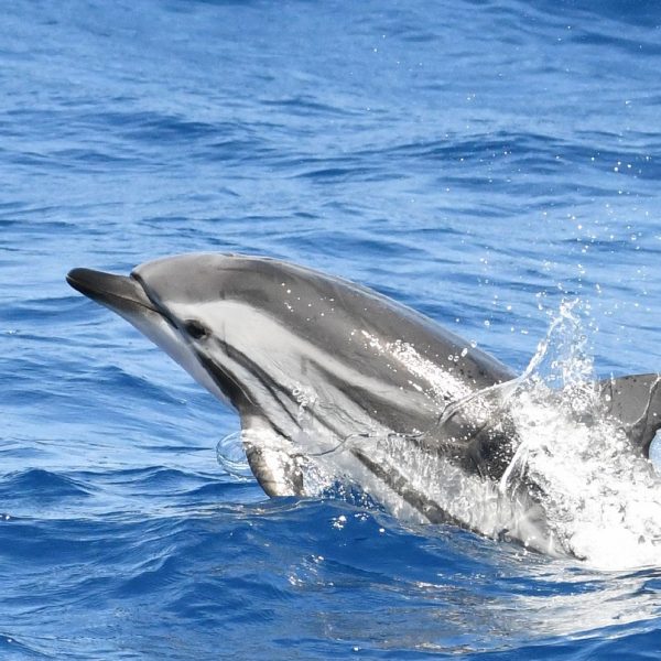 catamaran-navivoile-croisiere-chante-avec-les-dauphins-au-depart-de-canet-en-roussillon-dauphin-bleu-et-blanc