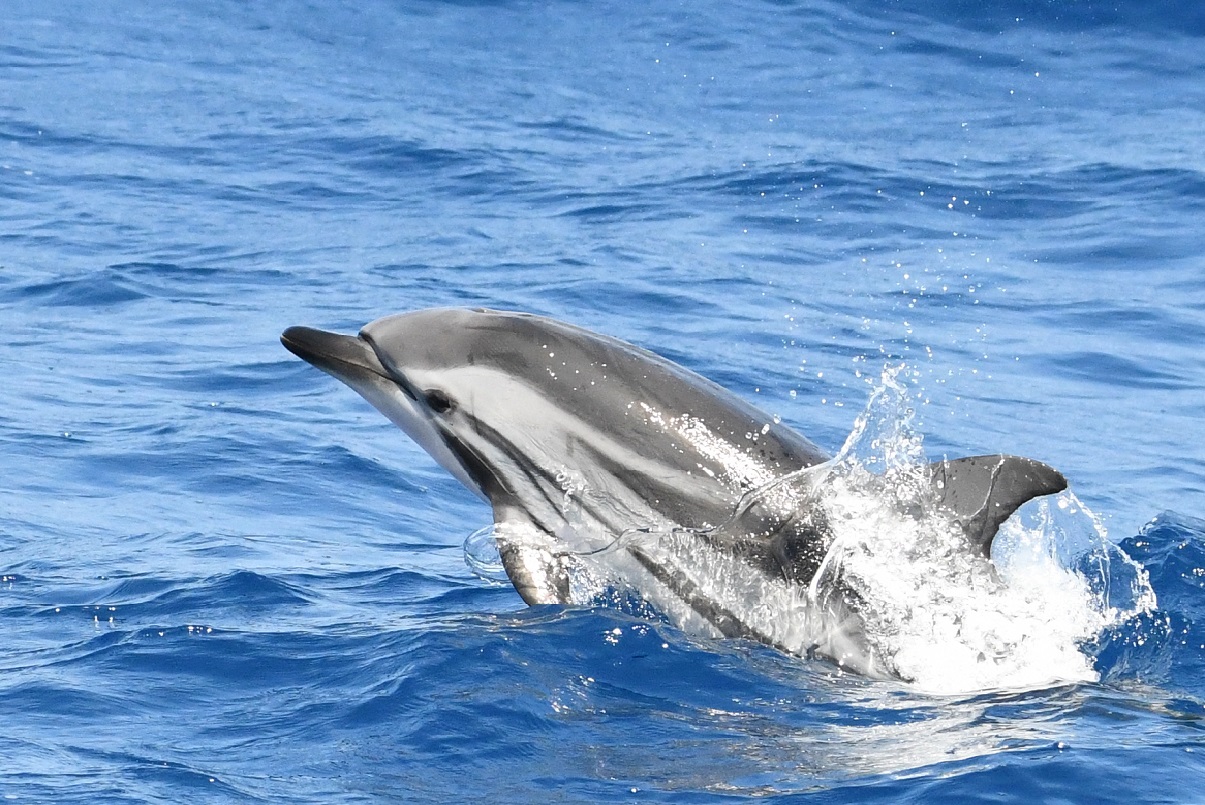 catamaran-navivoile-croisiere-chante-avec-les-dauphins-au-depart-de-canet-en-roussillon-dauphin-bleu-et-blanc