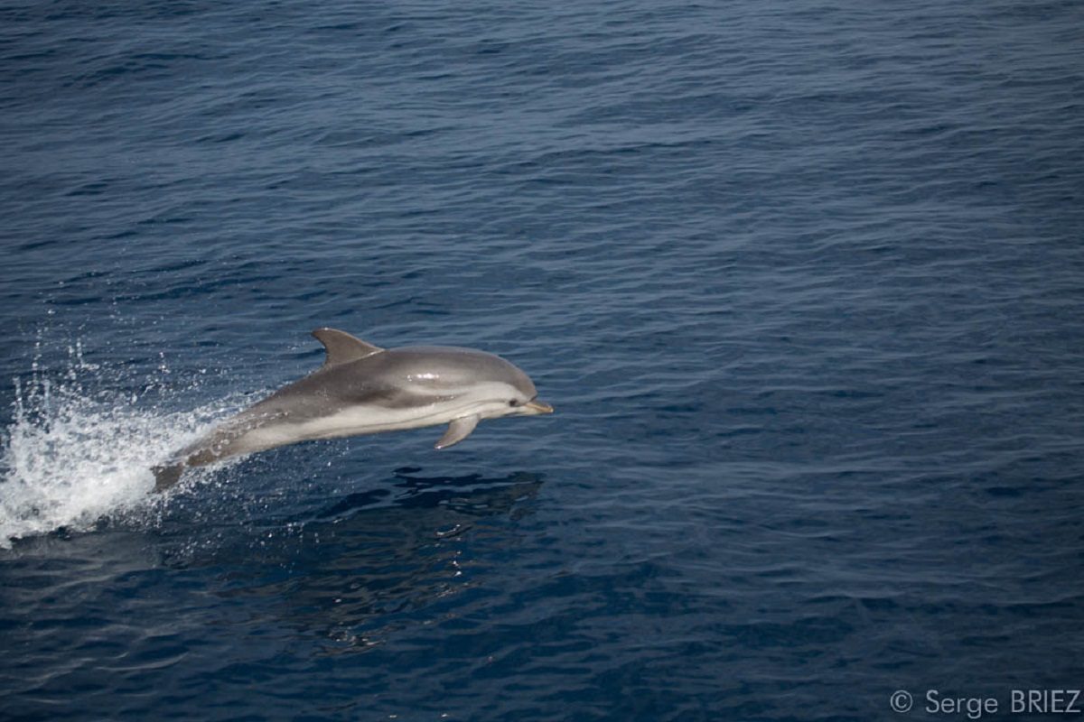 catamaran navivoile croisiere chante avec les dauphins au depart de canet en roussillon observation dauphin bleu et blanc a grande vitesse