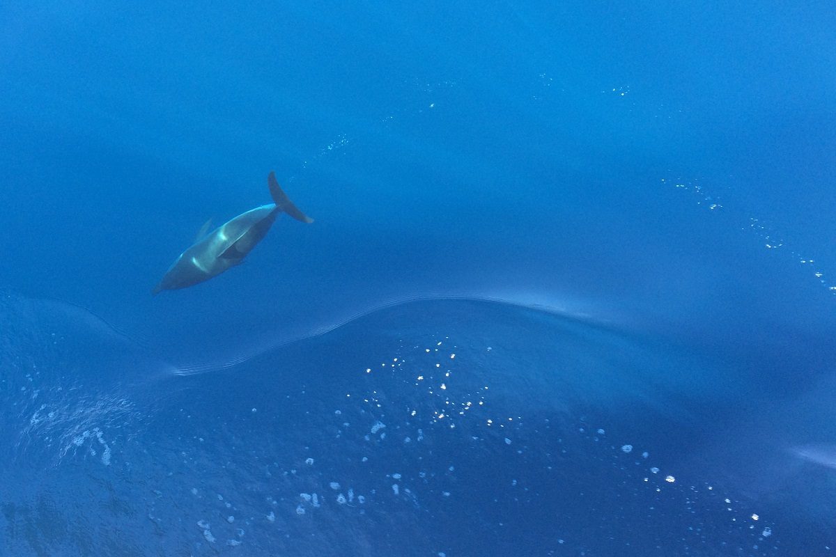 catamaran navivoile croisiere chante avec les dauphins au depart de canet en roussillon observation dauphin bleu et blanc_stenella coeruleoalba sous la surface de la mer