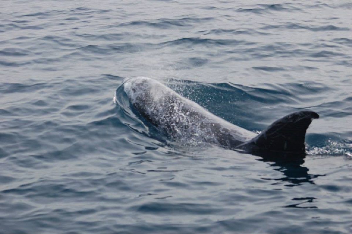 catamaran navivoile croisiere chante avec les dauphins au depart de canet en roussillon observation dauphin de risso en respiration surface
