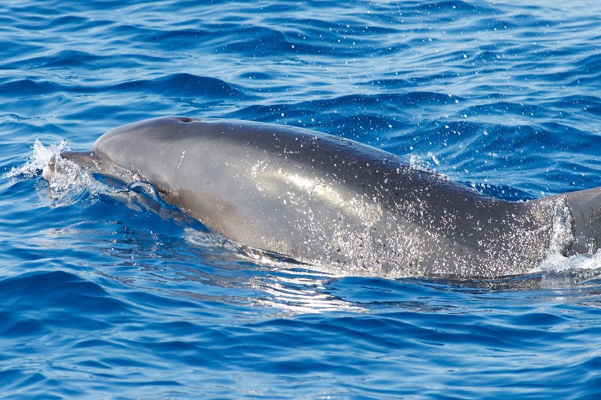 catamaran navivoile croisiere chante avec les dauphins au depart de canet en roussillon observation grand dauphin_tursiops truncatus