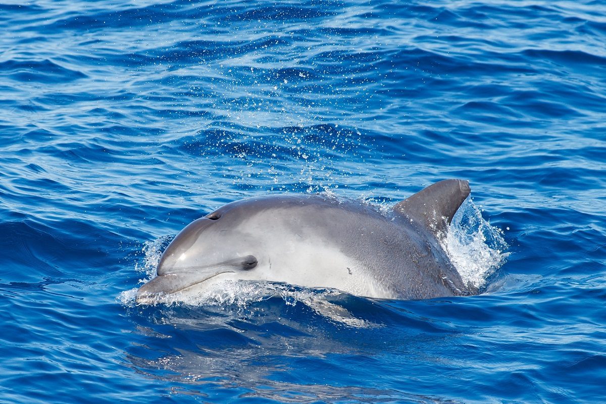 catamaran navivoile croisiere chante avec les dauphins au depart de canet en roussillon observation grand dauphin_tursiops truncatus mer mediterranee