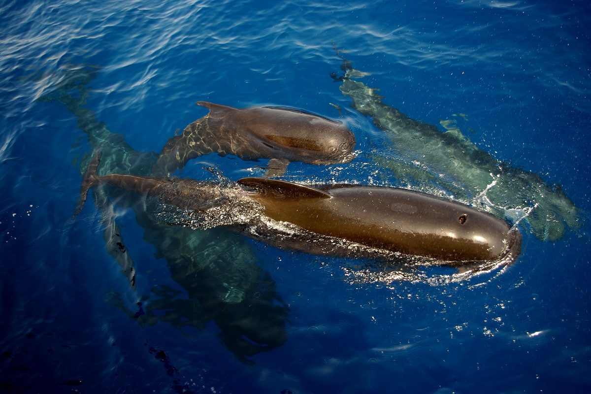 catamaran navivoile croisiere chante avec les dauphins au depart de canet en roussillon observation groupe de globicephales noirs au repos en surface et proches du bateau