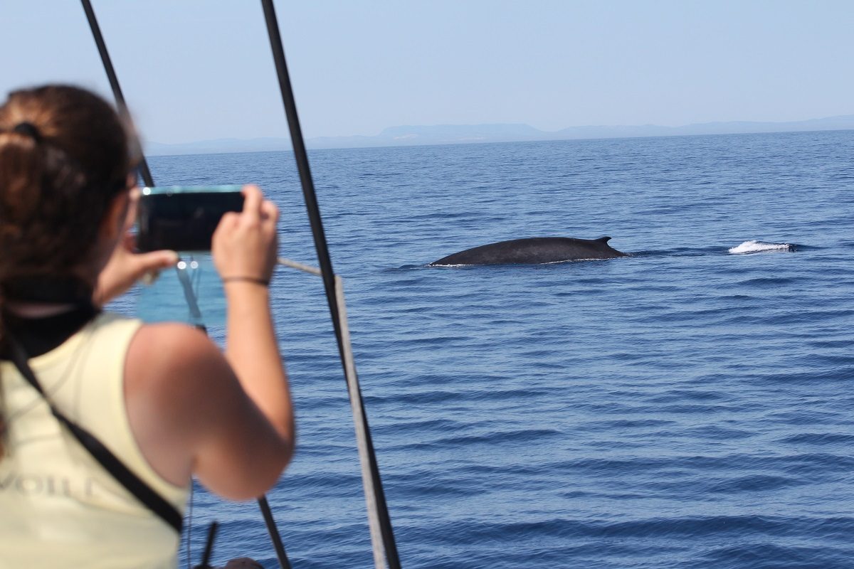 catamaran navivoile observation baleines et dauphins au depart de canet en roussillon photo association BREACH avec baleine