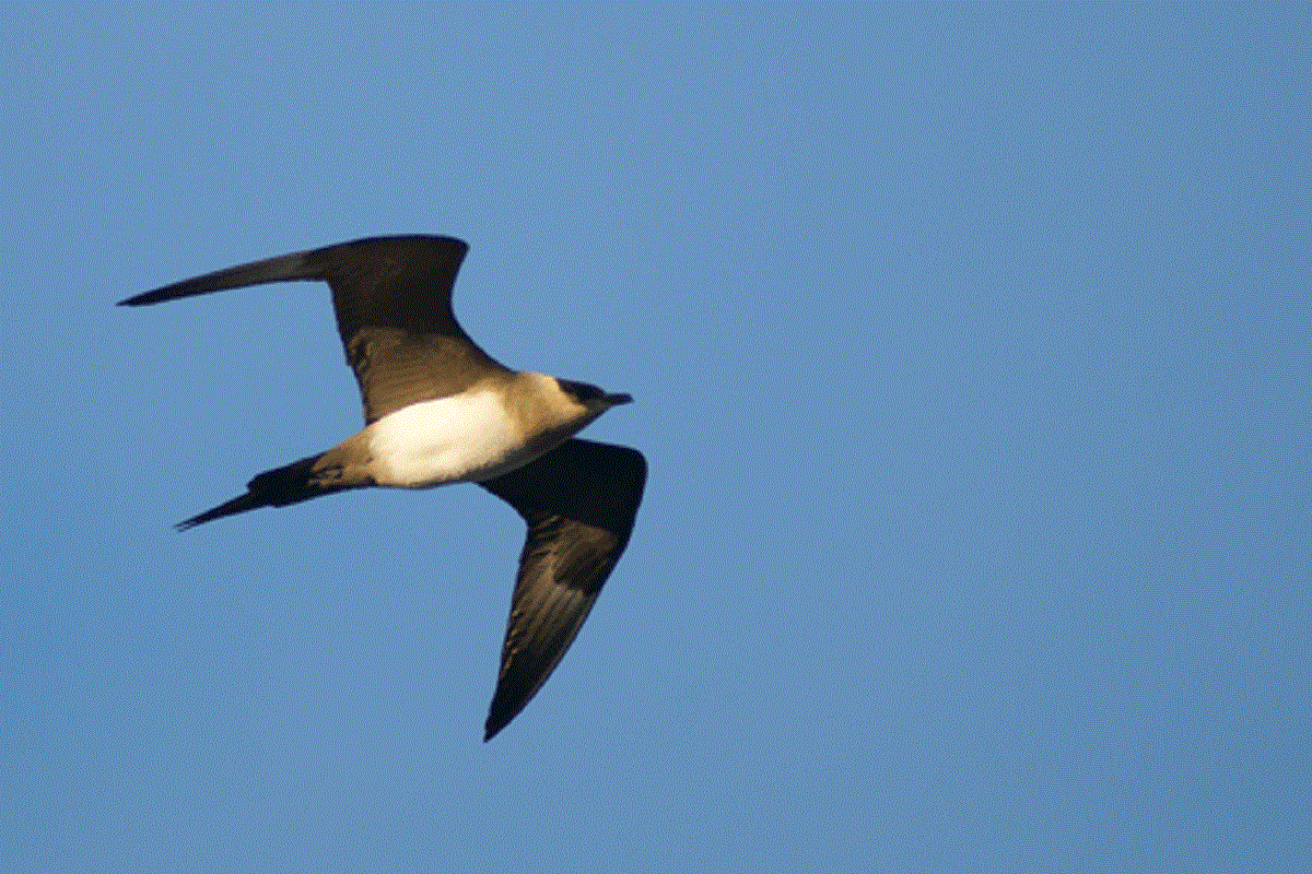 Sortie Oiseaux De Mer à Canet En Roussillon Catamaran