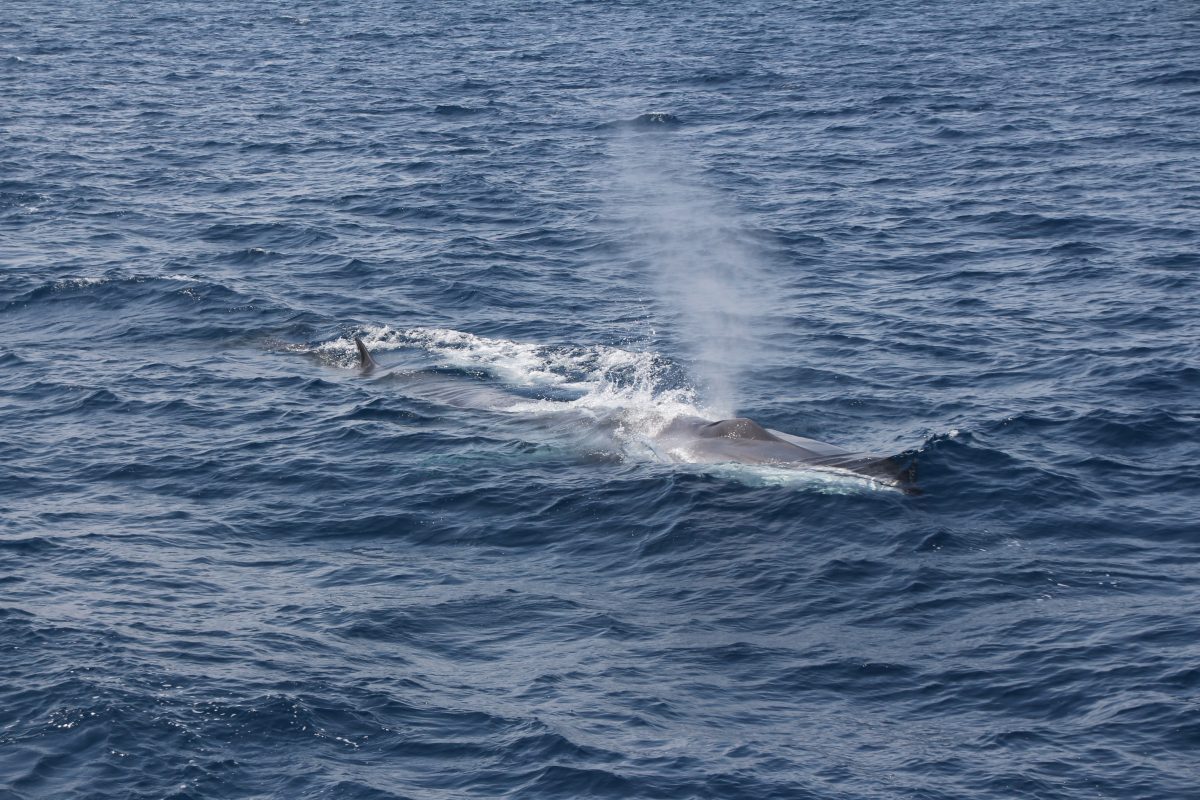 bon-cadeau-decouverte-baleines-et-dauphins-a-bord-du-navivoile-a-canet-en-roussillon-e1613413505587