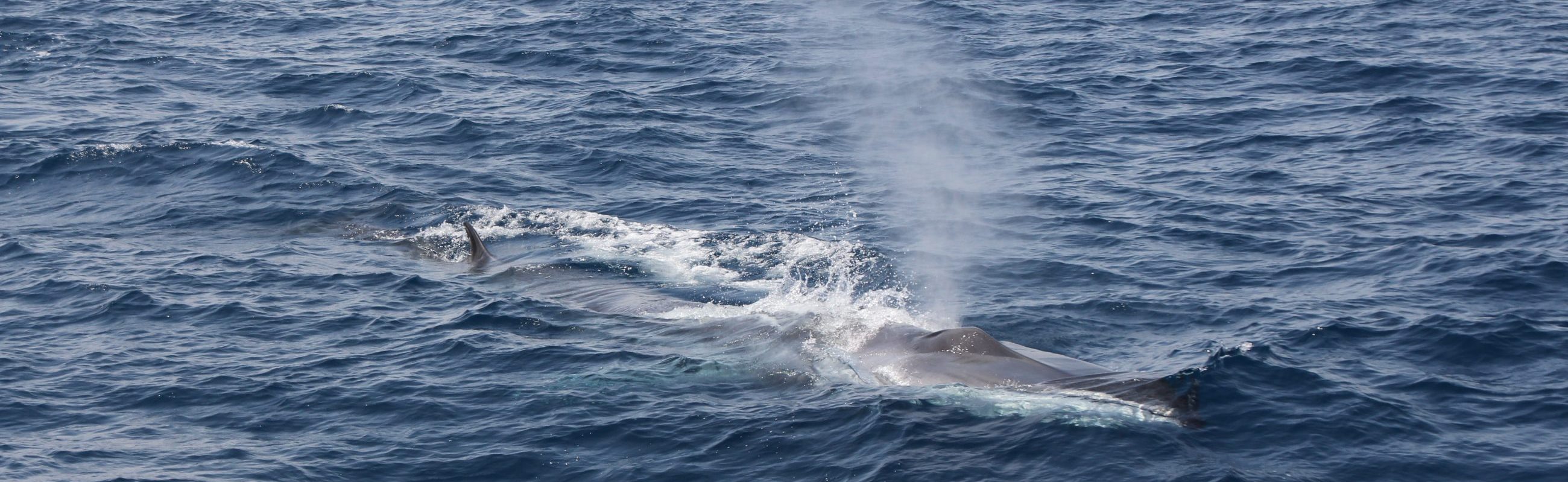 bon cadeau découverte baleines et dauphins au départ de canet en roussillon à bord du catamaran navivoile