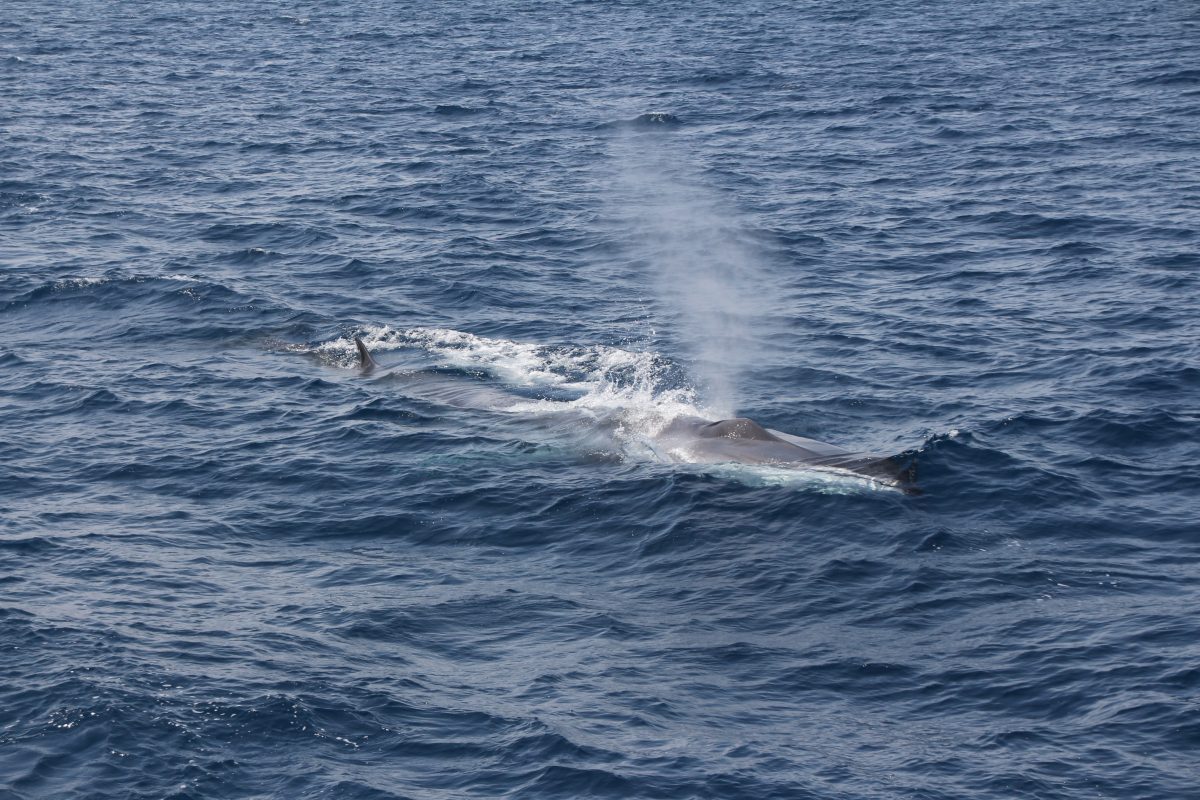 bon cadeau découverte baleines et dauphins à bord du navivoile à canet en roussillon
