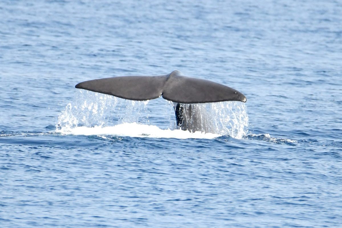 Cachalot croisiere decouverte baleines et dauphins canet en roussillon navivoile