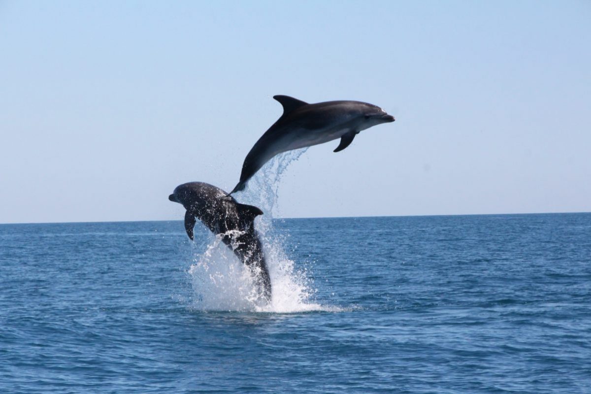 acrobaties de grands dauphins lors d'une croisière découverte baleines et dauphins à bord du catamaran navivoile au large de port vendres