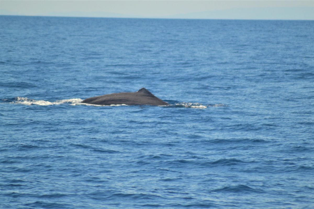 cachalot paré à sonder au large de canet en roussillon à bord du navivoile lors d'une croisière découverte baleines et dauphins