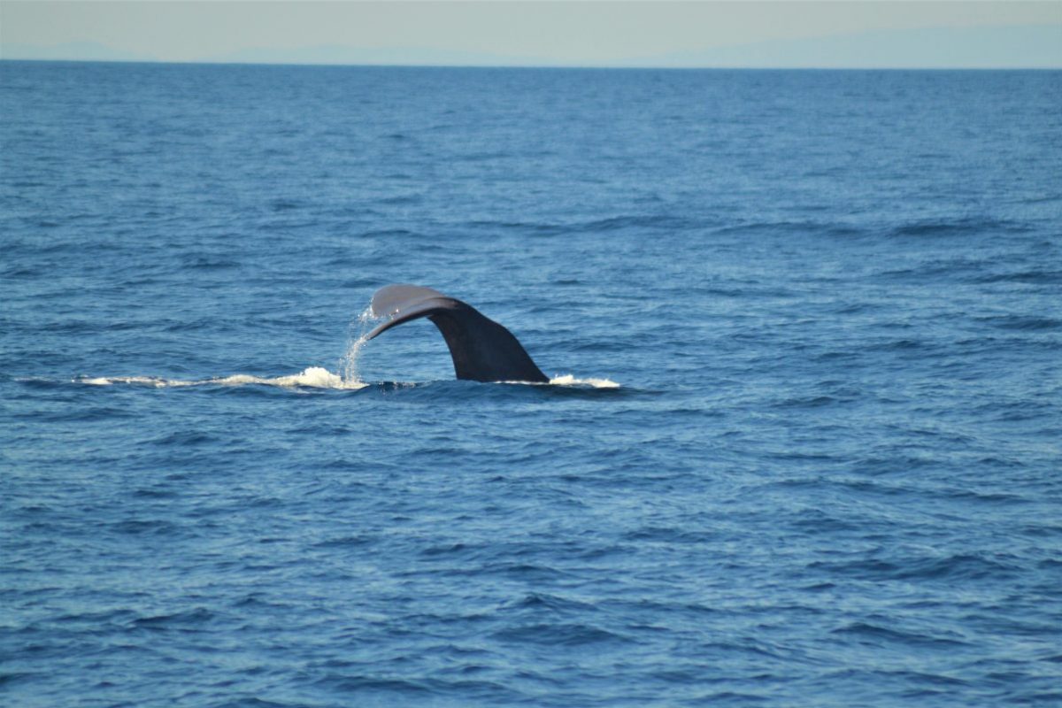 cachalot sondant croisière découverte baleines et dauphins à bord du navivoile au départ de canet en roussillon