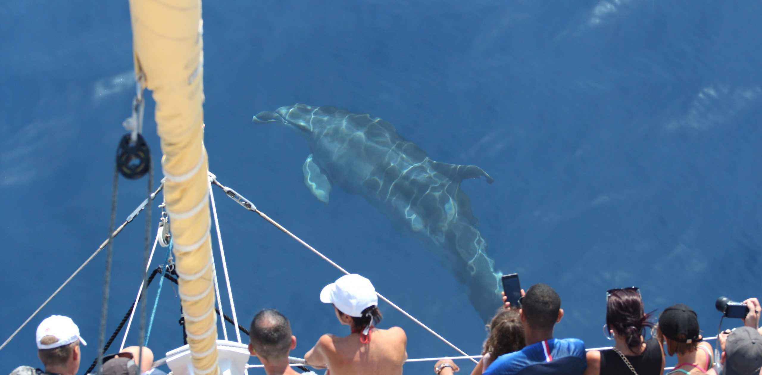 catamaran NAVIVOILE soucieux de son environnement_observation du grand dauphin au départ de canet en roussillon et port vendres