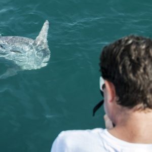 catamaran navivoile observation baleines et dauphins au depart de canet en roussillon avec observation poisson lune mola mola
