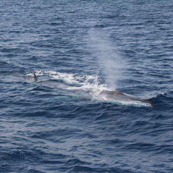 croisiere decouverte baleines et dauphins a bord du catamaran navivoile au depart de canet en roussillon 66