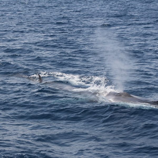 croisiere-decouverte-baleines-et-dauphins-a-bord-du-catamaran-navivoile-au-depart-de-canet-en-roussillon-pyrenees-orientales