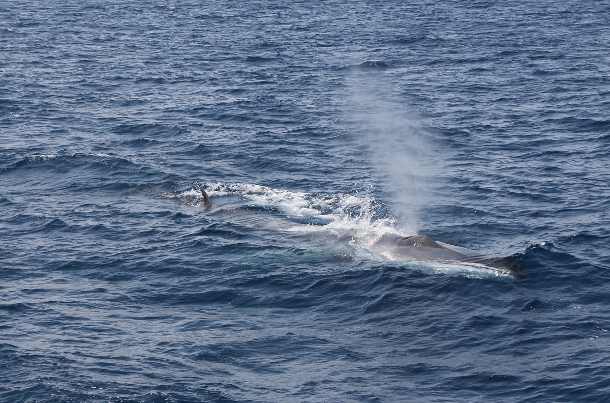 croisiere-decouverte-baleines-et-dauphins-a-bord-du-catamaran-navivoile-au-depart-de-canet-en-roussillon-pyrenees-orientales