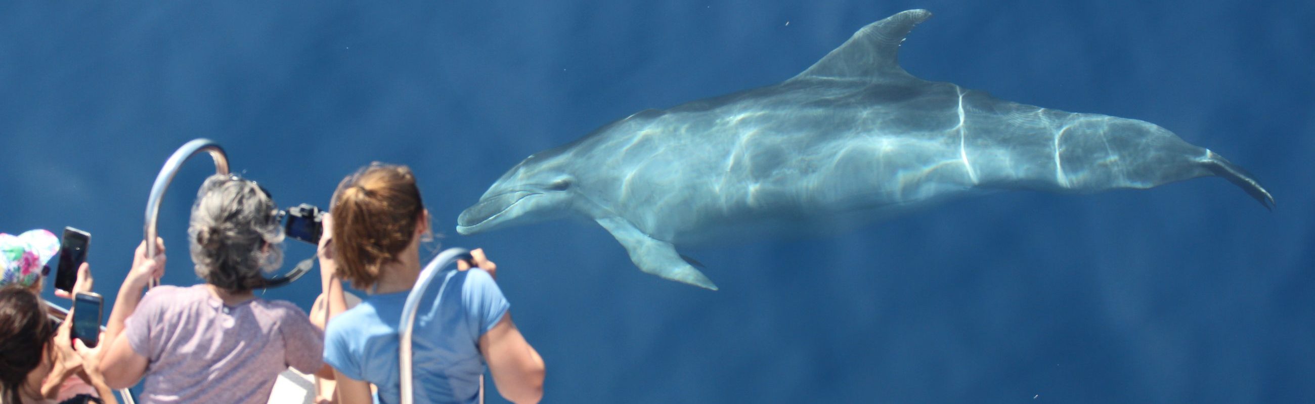 croisière découverte du grand dauphin au départ de canet en roussillon étrave du catamaran navivoile