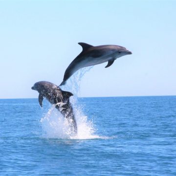croisière observation grand dauphin au départ de canet à bord du catamaran navivoile