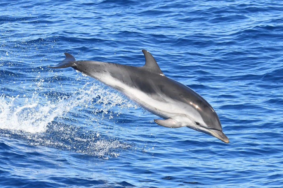 dauphin bleu et blanc croisiere decouverte baleines et dauphins canet en roussillon navivoile
