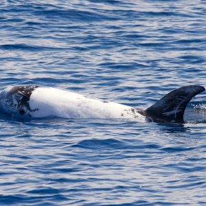 dauphin de risso croisiere decouverte baleines et dauphins canet en roussillon navivoile
