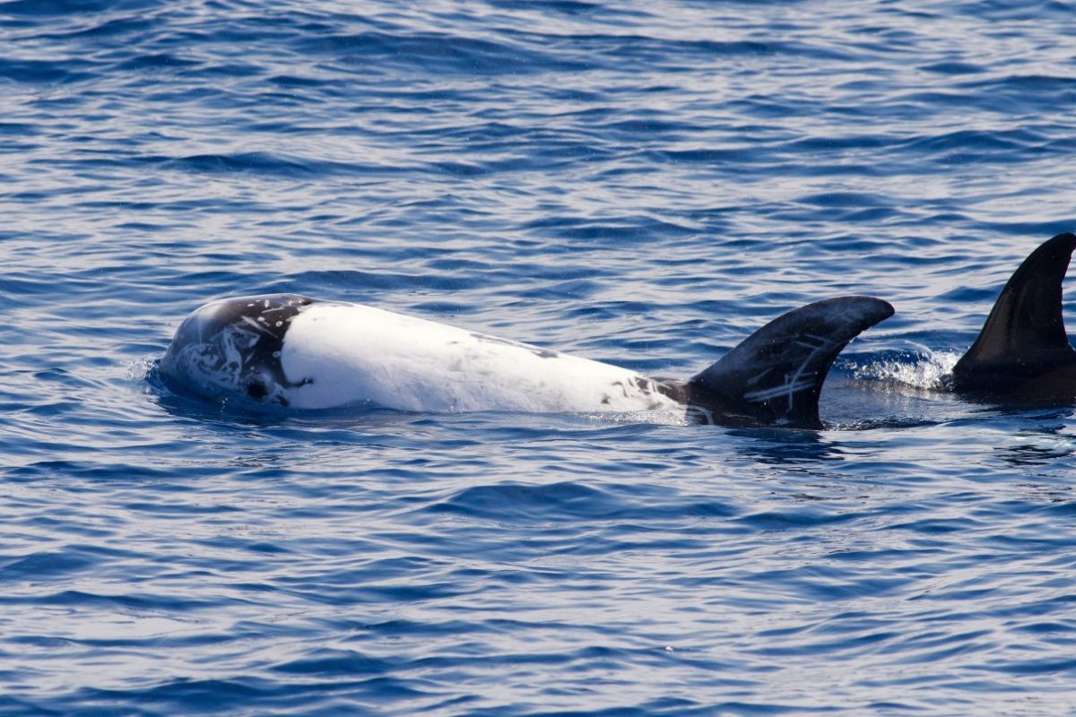 dauphin de risso croisiere decouverte baleines et dauphins canet en roussillon navivoile