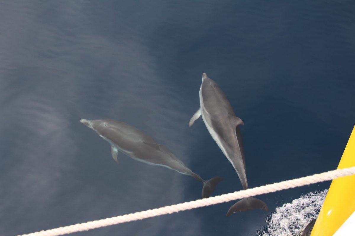 dauphins bleu et blanc à l'étrave du catamaran navivoile en cours de croisière découverte baleines et dauphins en méditerranée au large de canet en roussillon