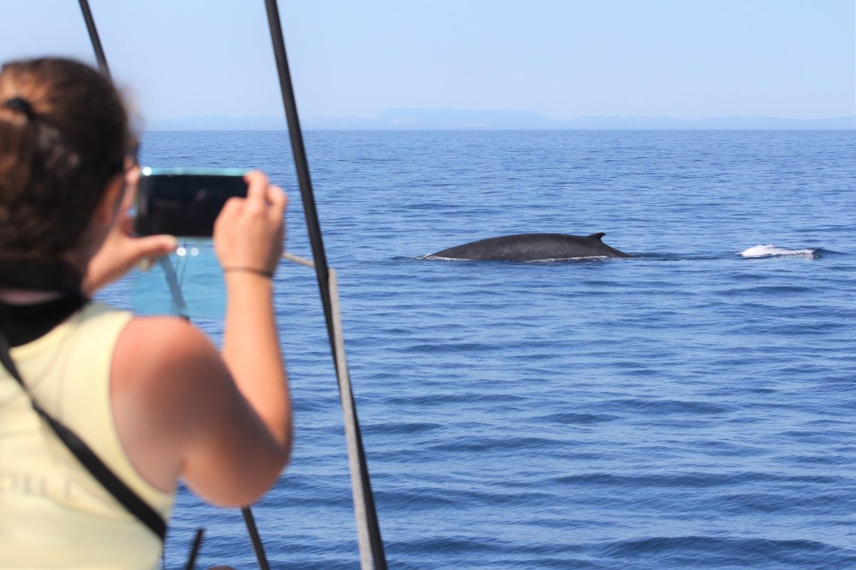 découverte baleines et dauphins dos rorqual commun canet en roussillon catamaran navivoile