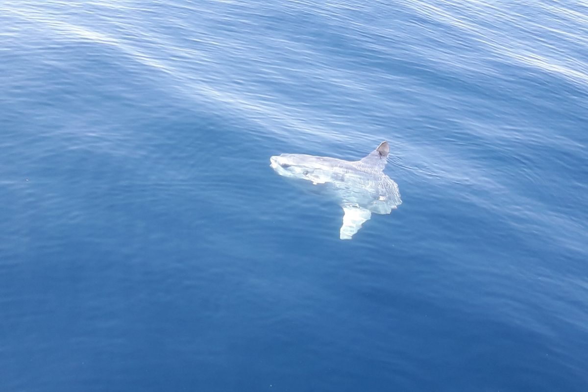 découverte baleines et dauphins et autres faune marine de méditerranée à bord du navivoile canet en roussillon