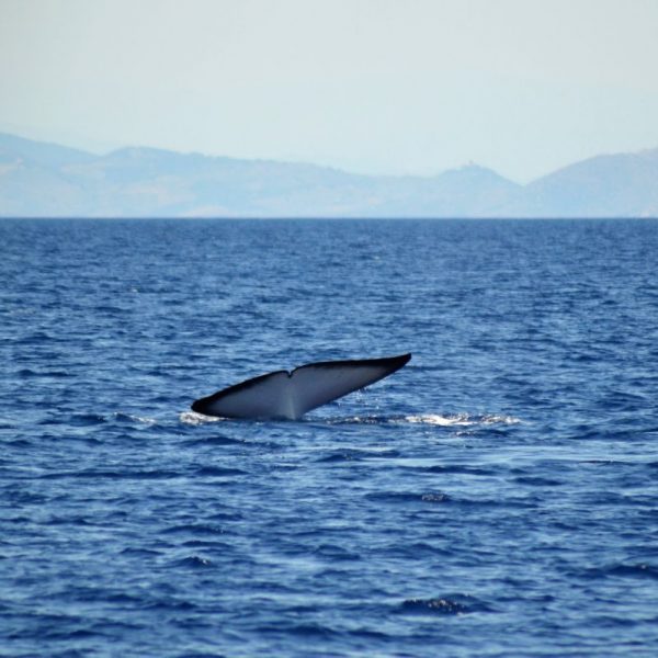 découverte baleines et dauphins large canet en roussillon et port vendres à bord du catamaran navivoile