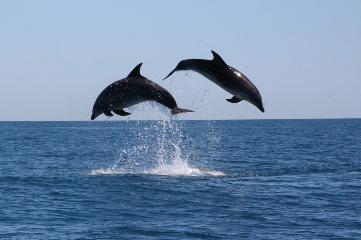 découverte du grand dauphin au départ de canet en roussillon à bord du catamaran navivoile