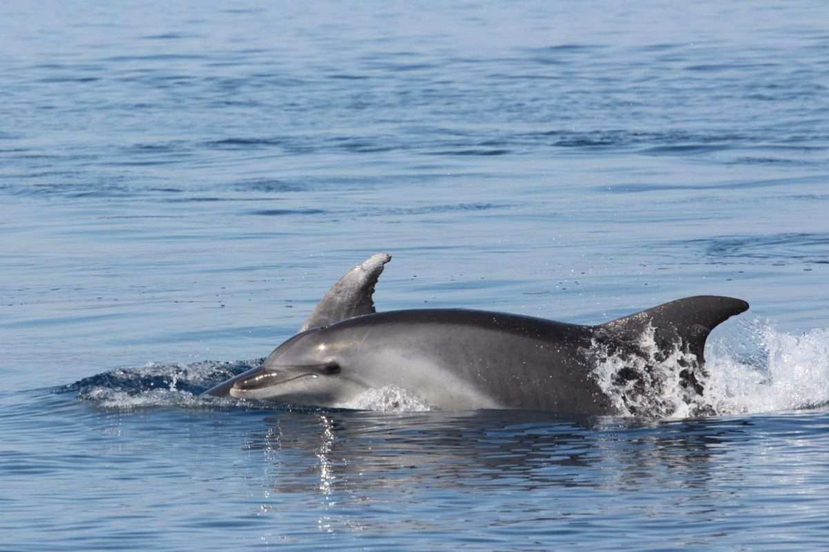 découverte du grand dauphin au départ de canet en roussillon à bord de navivoile