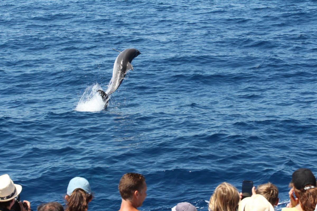 découverte du grand dauphin au départ de canet en roussillon catamaran navivoile