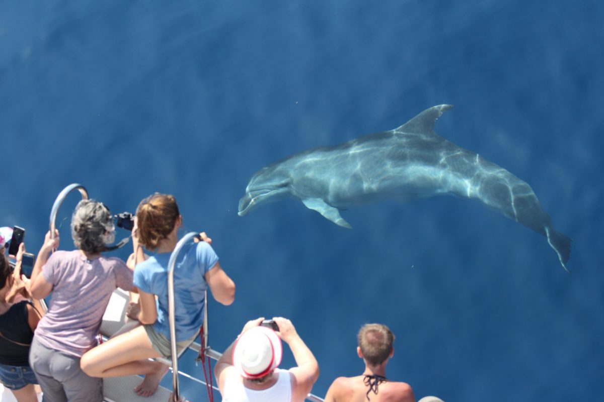 découverte du grand dauphin sous les yeux des passagers du catamaran navivoile au départ de port vendres