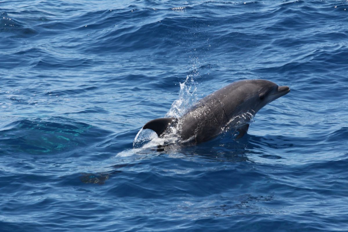 découverte du grand dauphin au départ de canet en roussillon à bord du navivoile