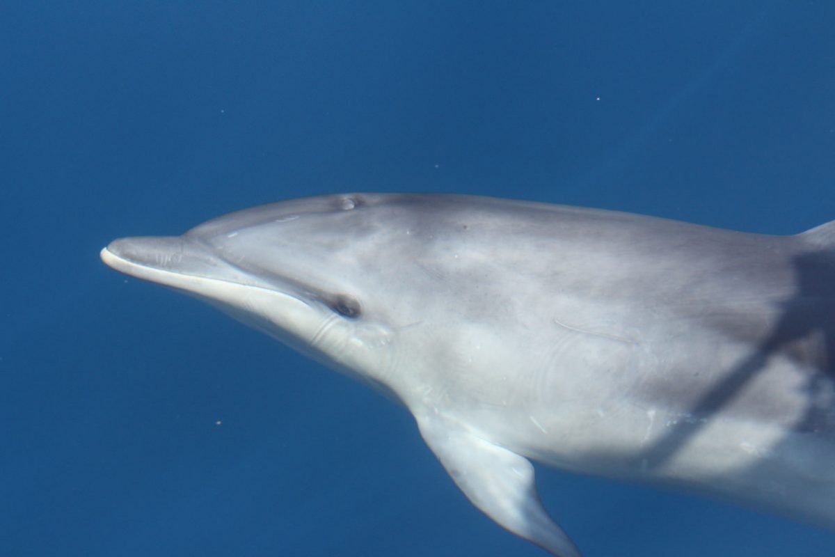 découverte du grand dauphin curieux à bord du navivoile au départ de port vendres