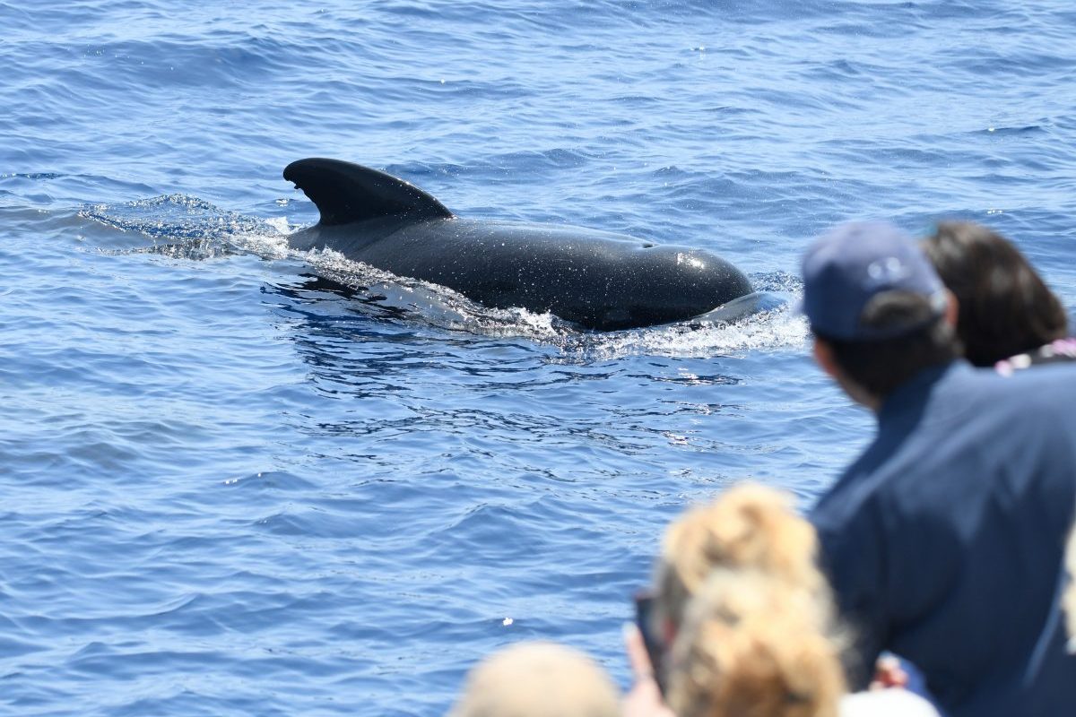 globicephale noir croisiere decouverte baleines et dauphins canet en roussillon navivoile