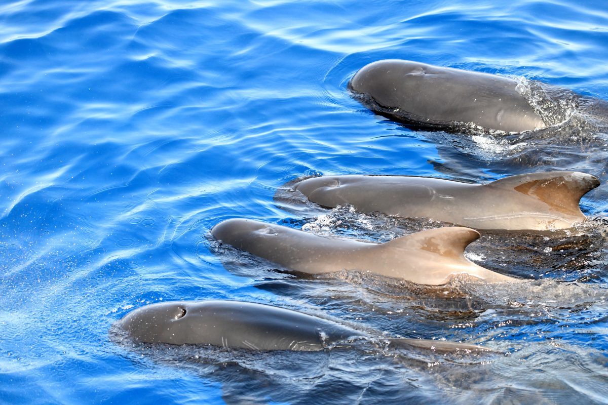 globicephales noirs croisiere decouverte baleines et dauphins canet en roussillon navivoile