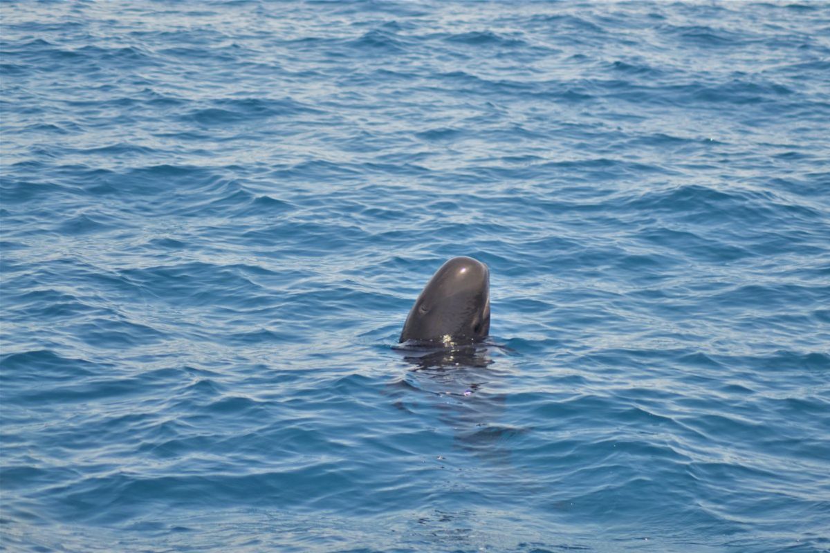 globicéphale noir en spy hopping au cours d'une croisière découverte baleines et dauphins au large de canet en roussillon à bord du navivoile