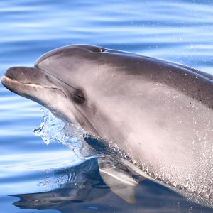 grand dauphin croisiere decouverte baleines et dauphins canet en roussillon golfe du lion navivoile